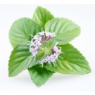 mint